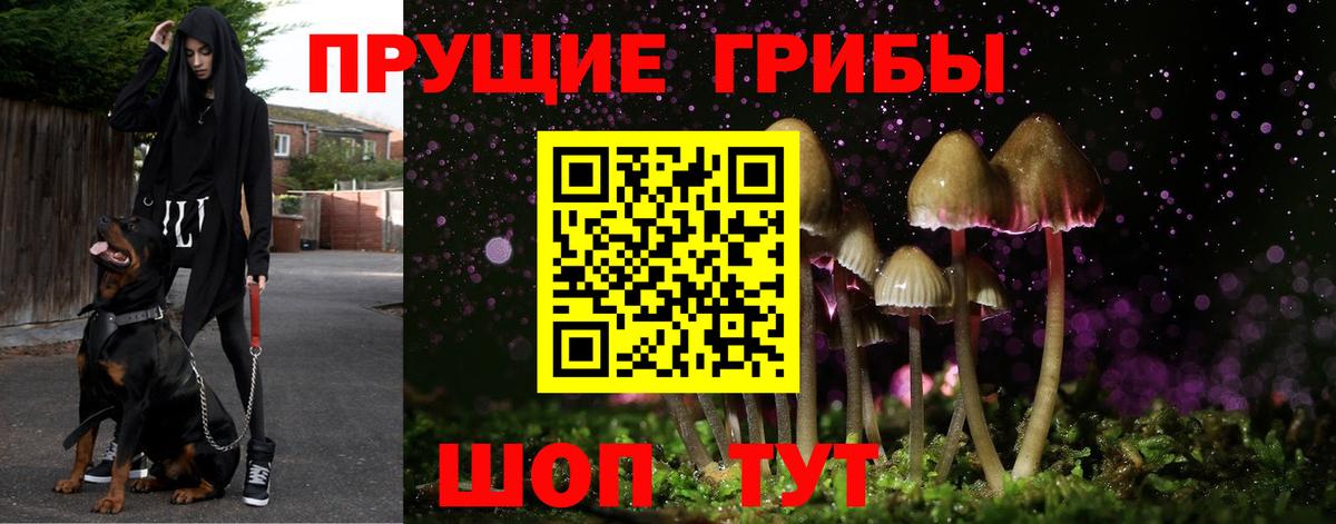 Галлюциногенные грибы Psilocybe Кондопога